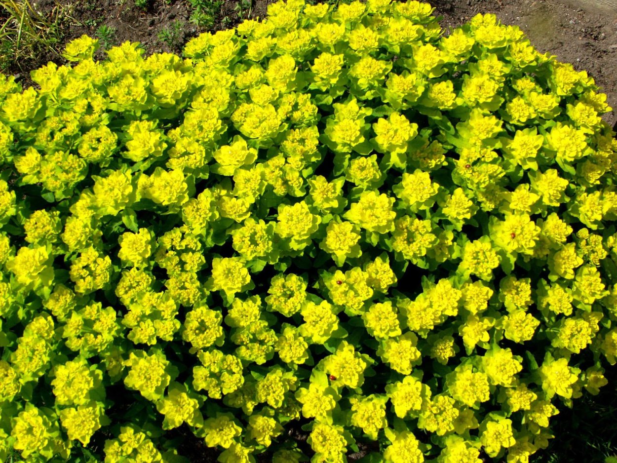 Молочай многоцветковый