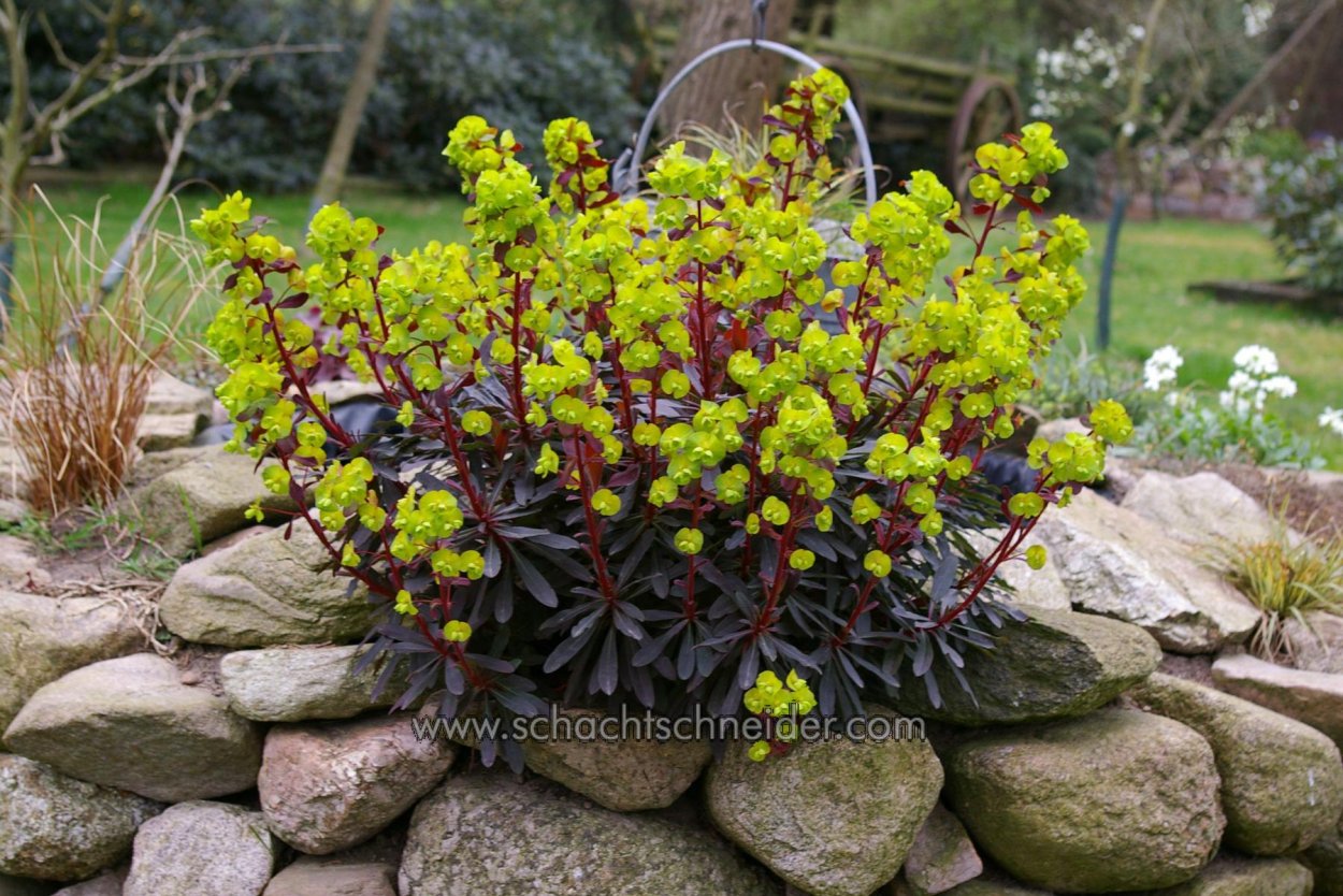 Молочай многоцветковый Пурпурея