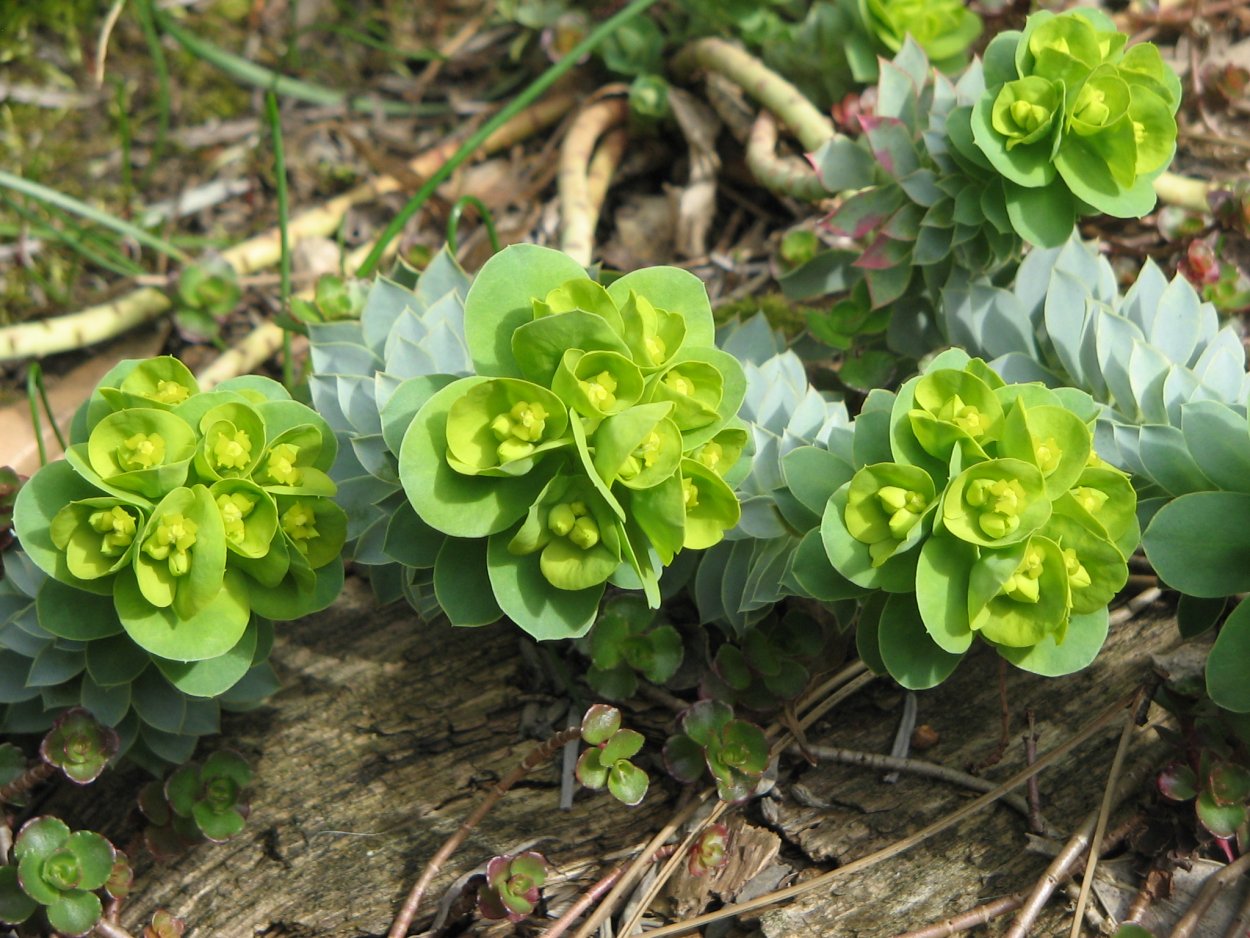 Молочай Шенланда