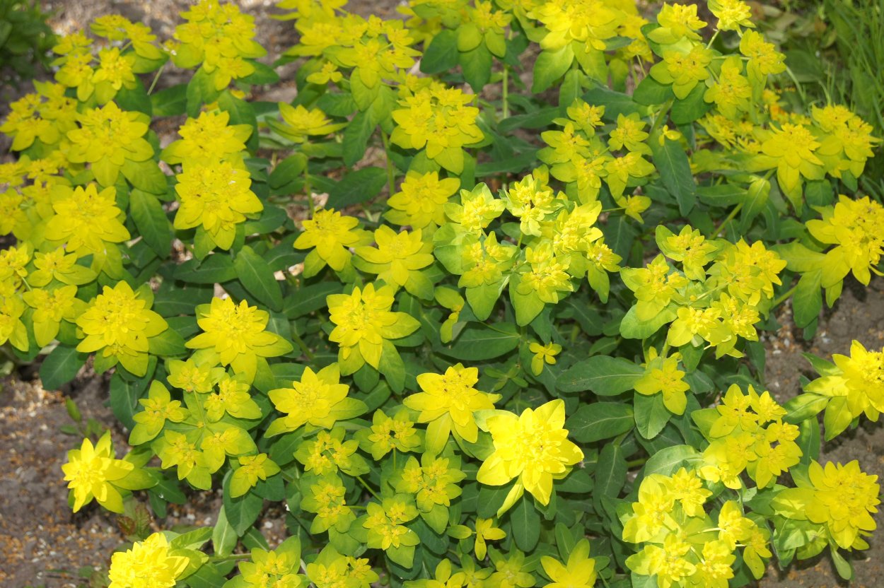 Молочай садовый многоцветковый