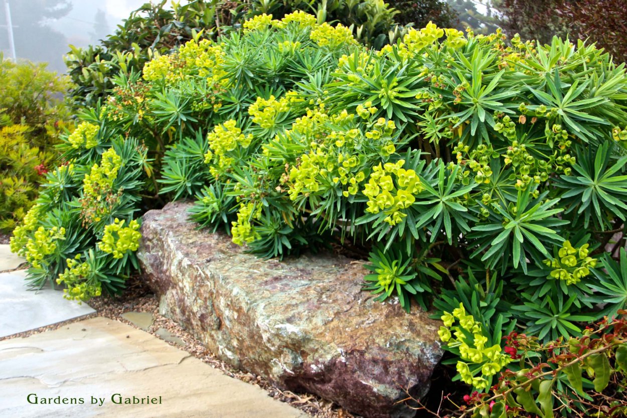 Растение молочай садовый