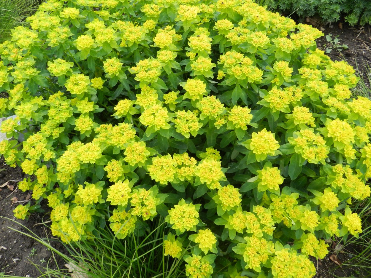 Молочай полихрома