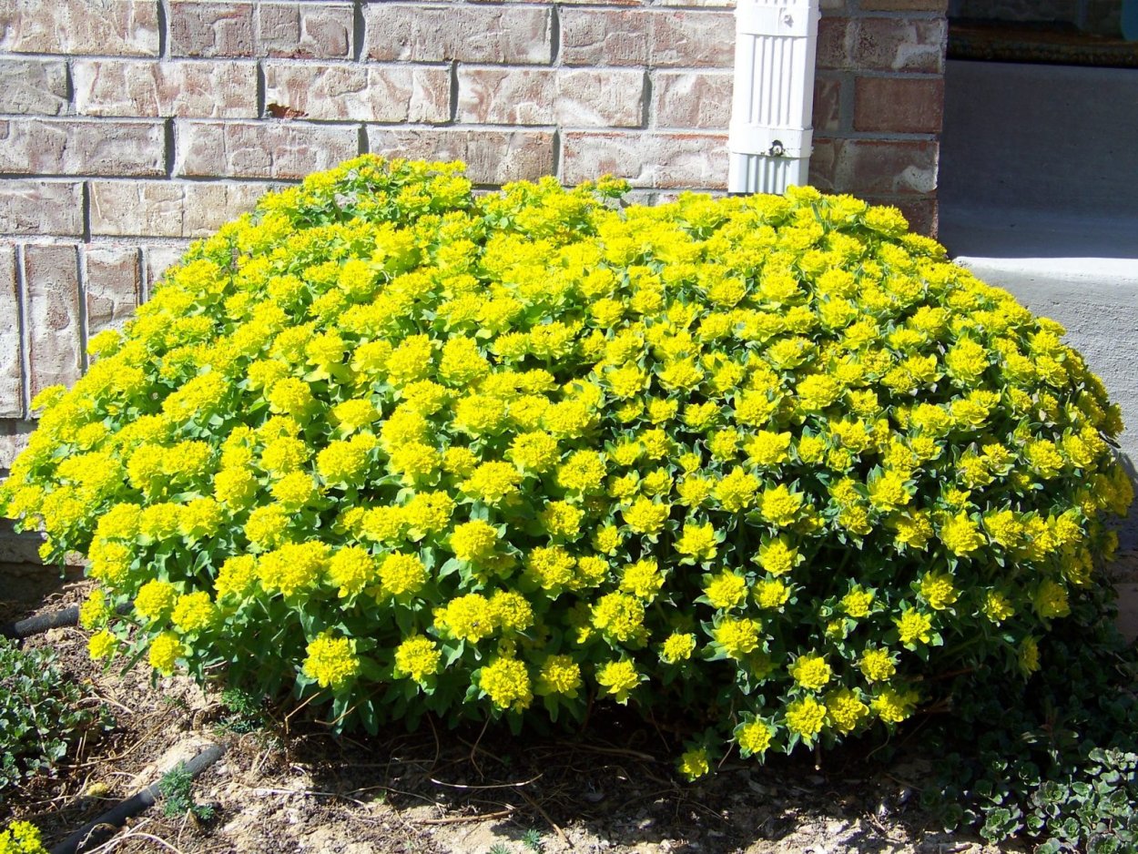 Молочай многоцветковый БОНФРИ