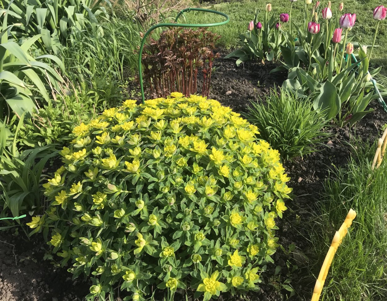 Молочай многоцветковый солнышко