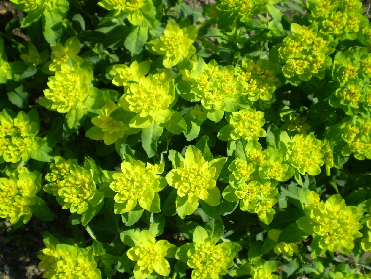 Молочай многоцветковый Бонфайер