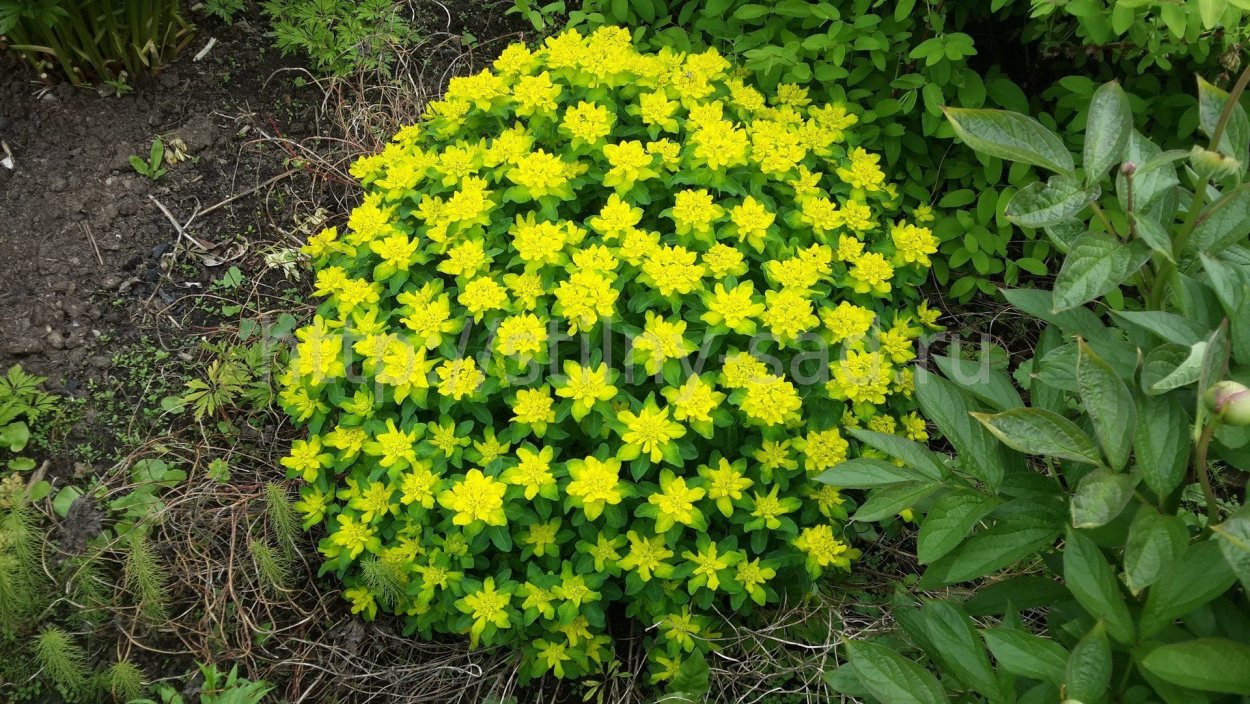 Молочай многоцветковый солнышко