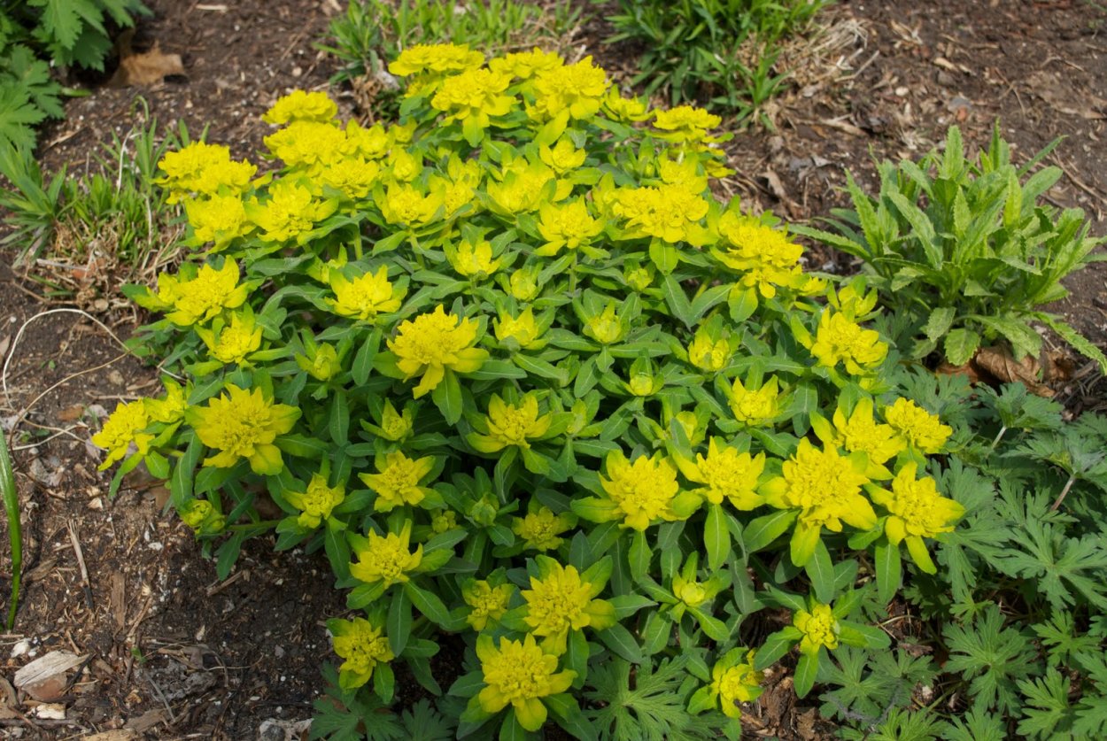 Молочай садовый многолетний