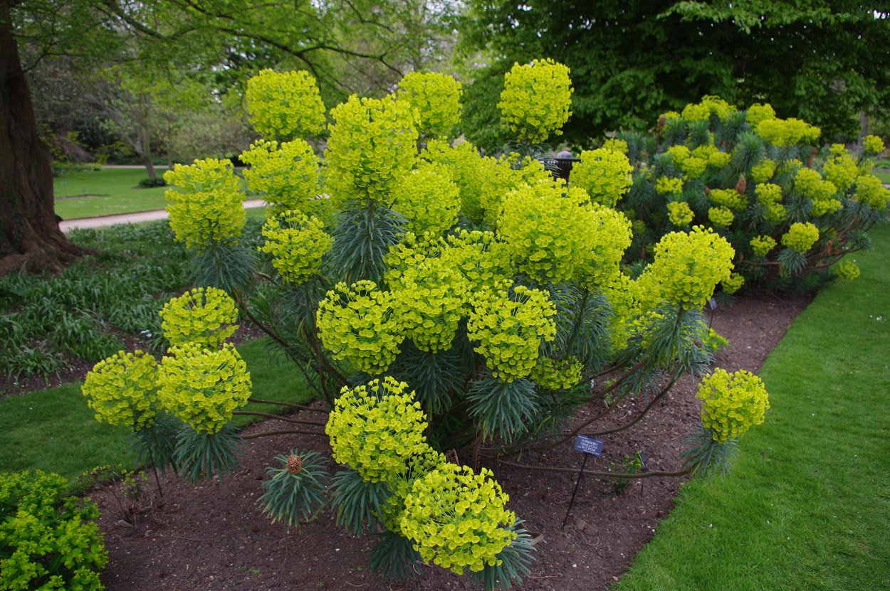 Молочай кипарисовый и многоцветковый