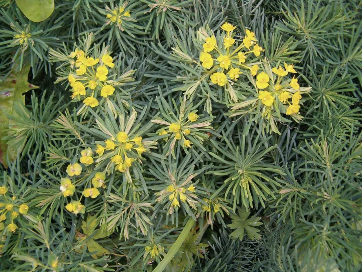 Молочай полихрома