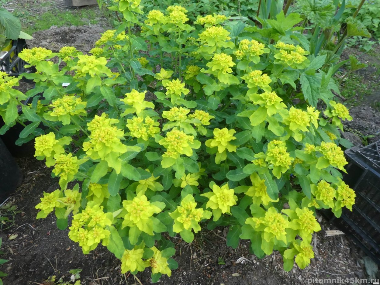 Молочай многоцветковый солнышко