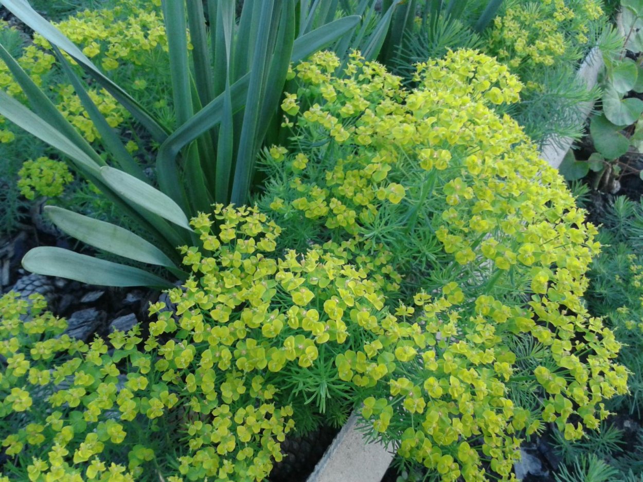 Молочай кипарисовый Clarice Howard