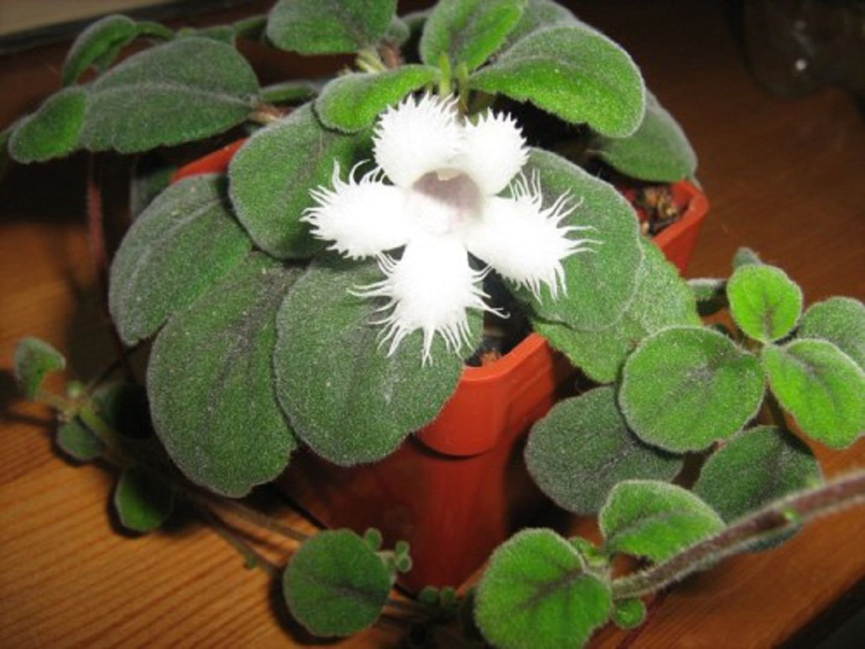 Альсобия dianthiflora