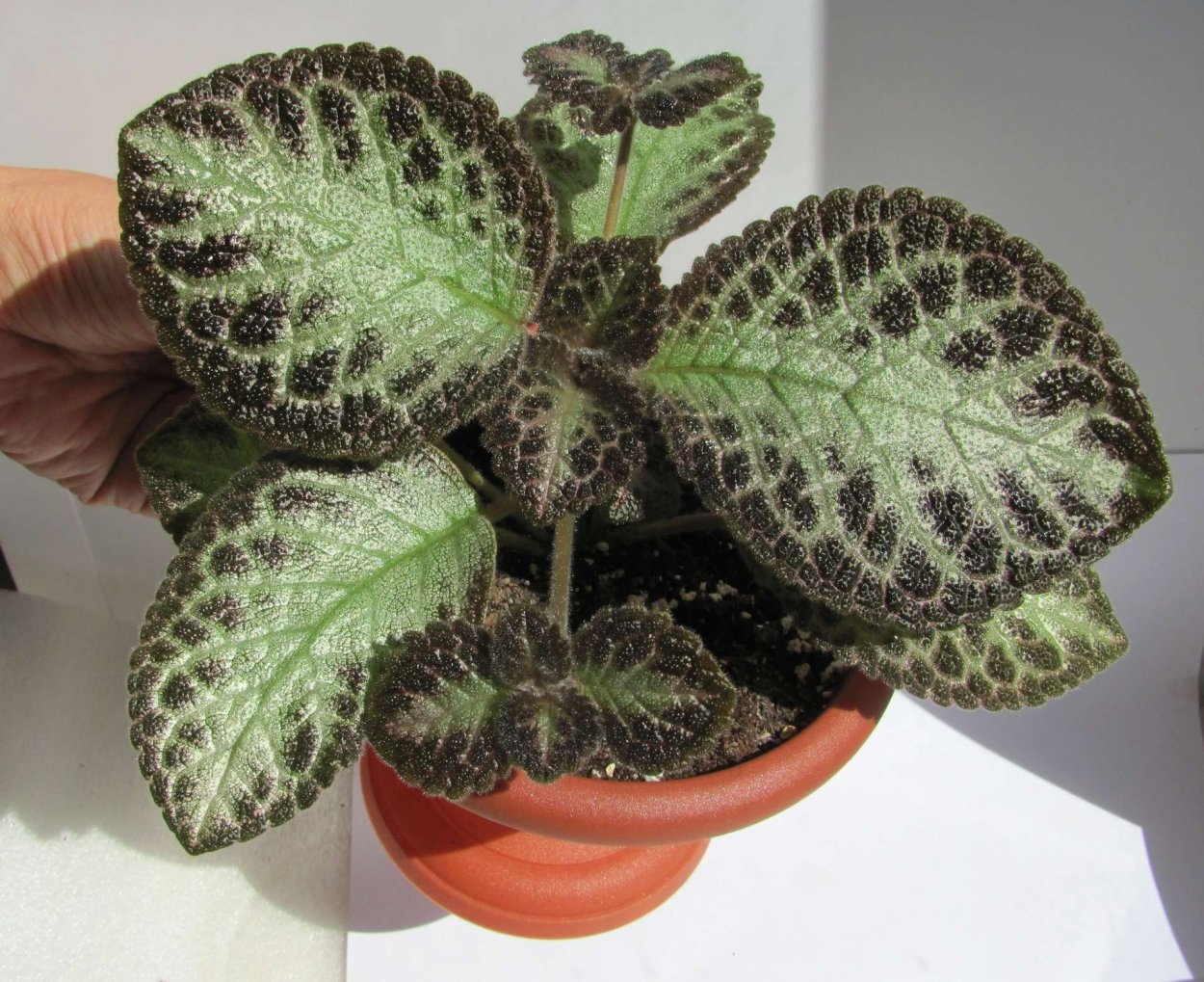 Эписция Thad's Cheetah