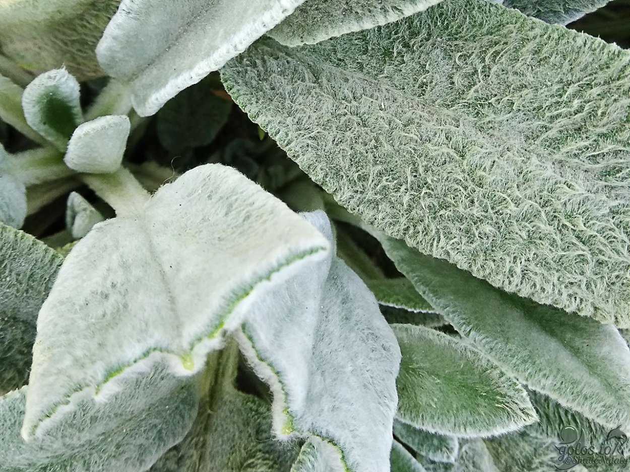 Чистец сорт Silky Fleece