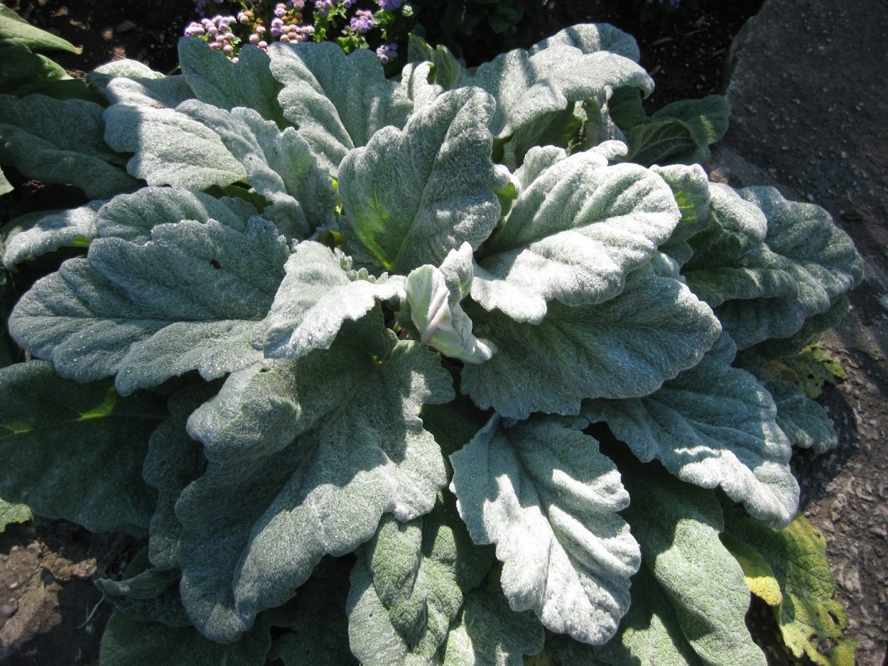 Сальвия серебристая (Salvia argentea)