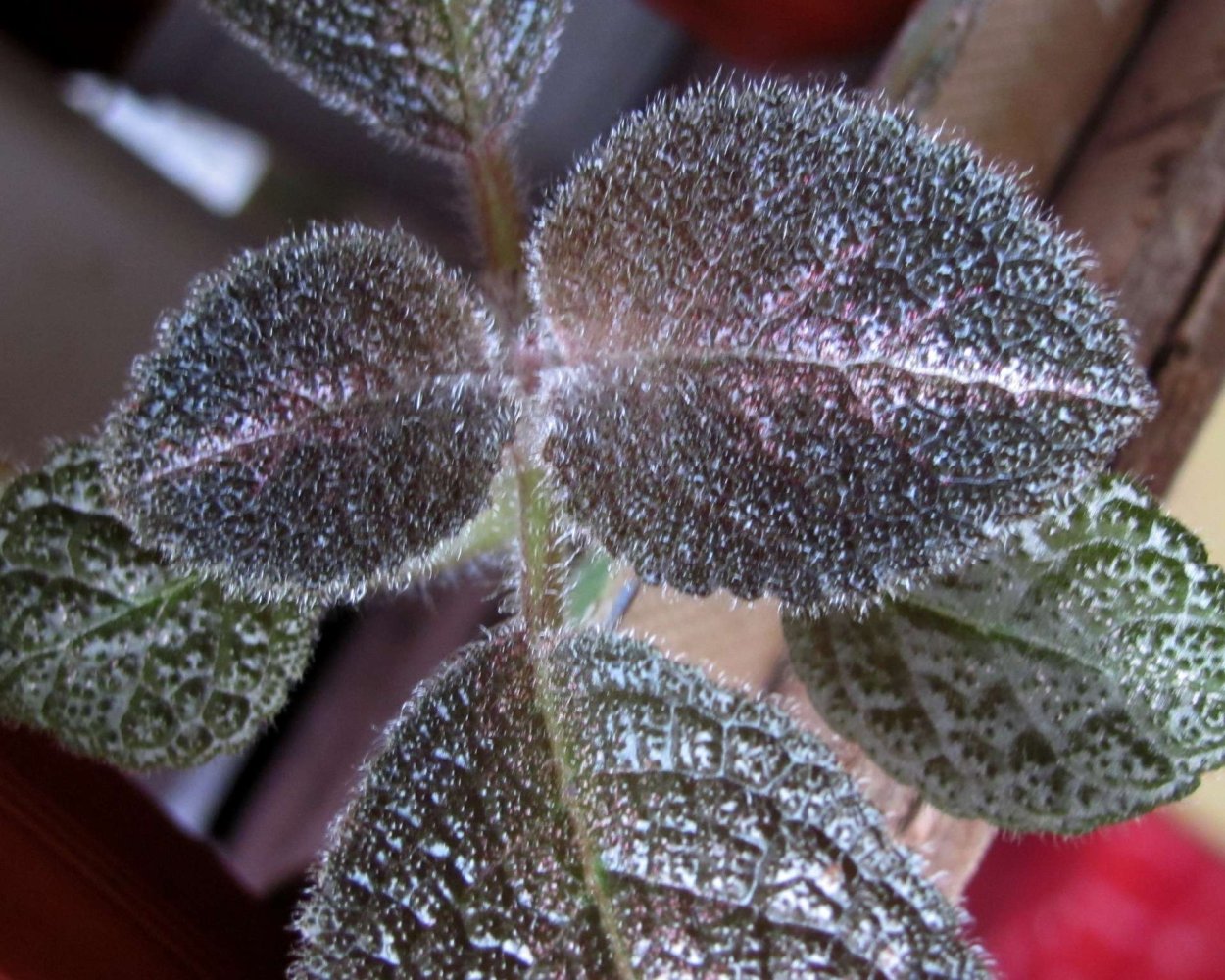 Эписция вредители