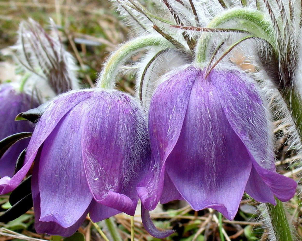 Первоцветы сон трава