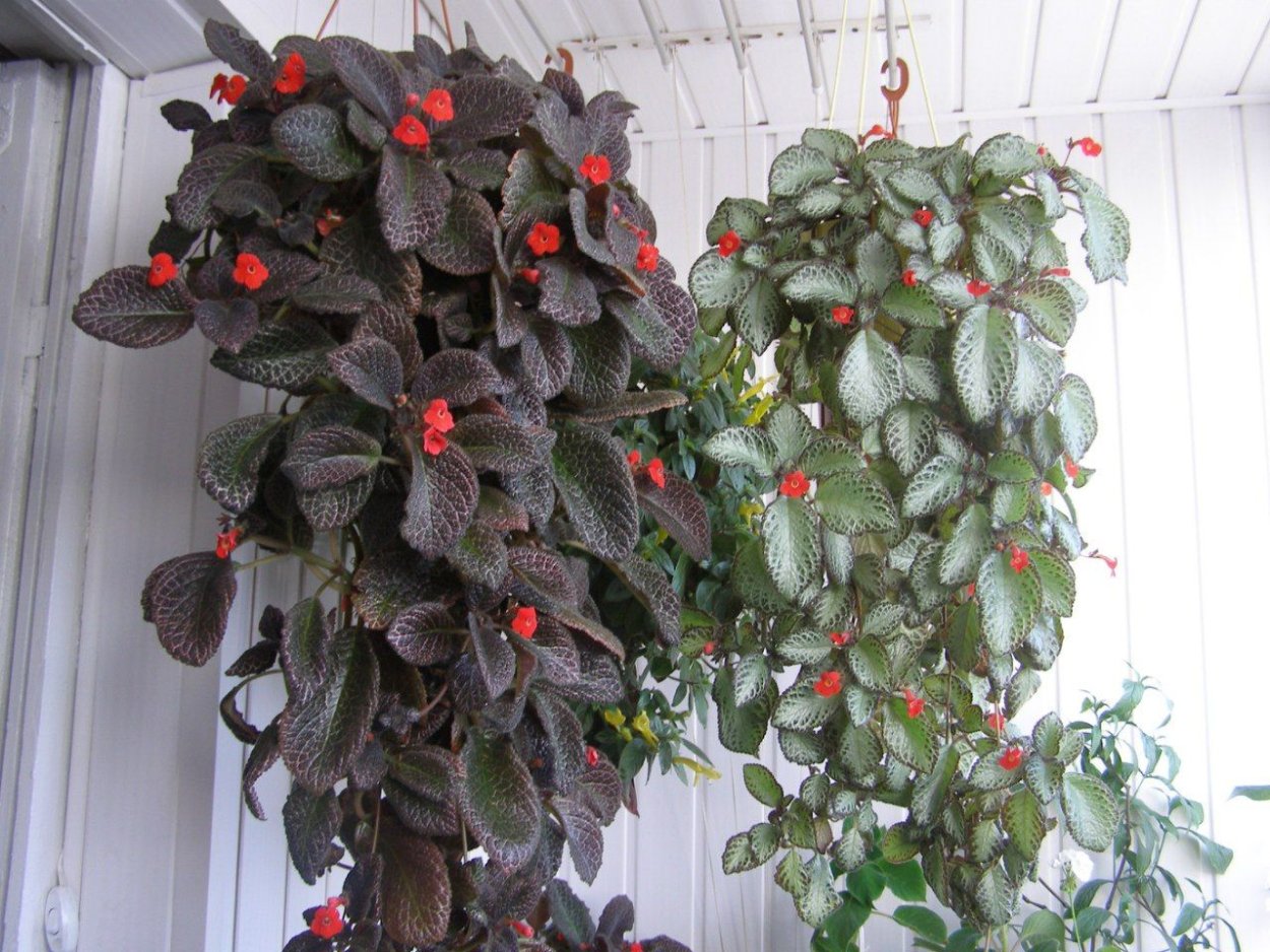 Эписция цветок