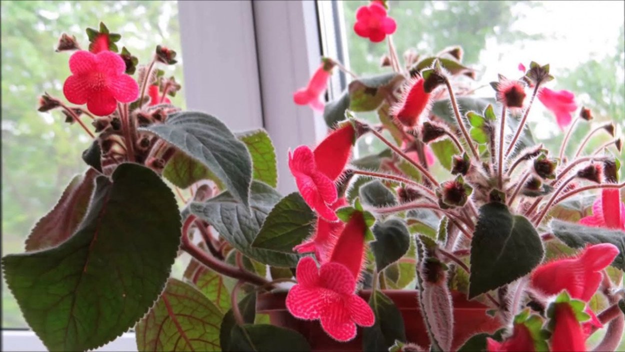 Колерия Белтане