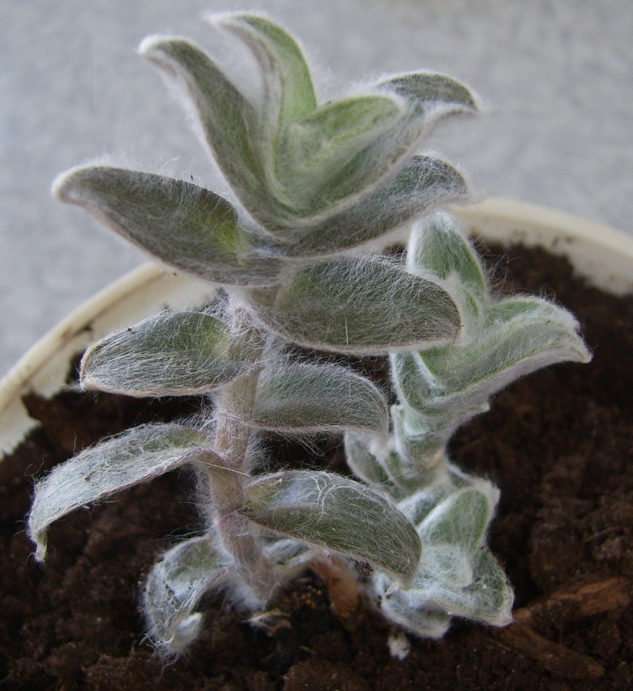 Суккуленты с пушистыми листьями