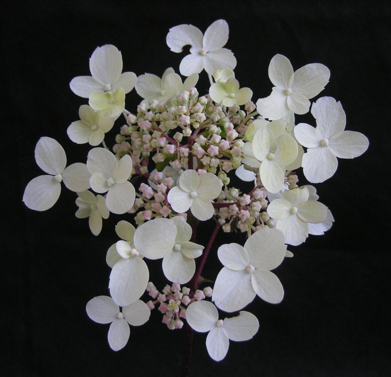 Гортензия Аммарин