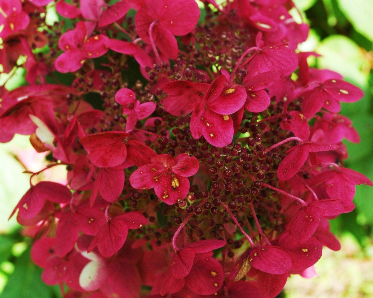 Гортензия метельчатая Вимс Рэд