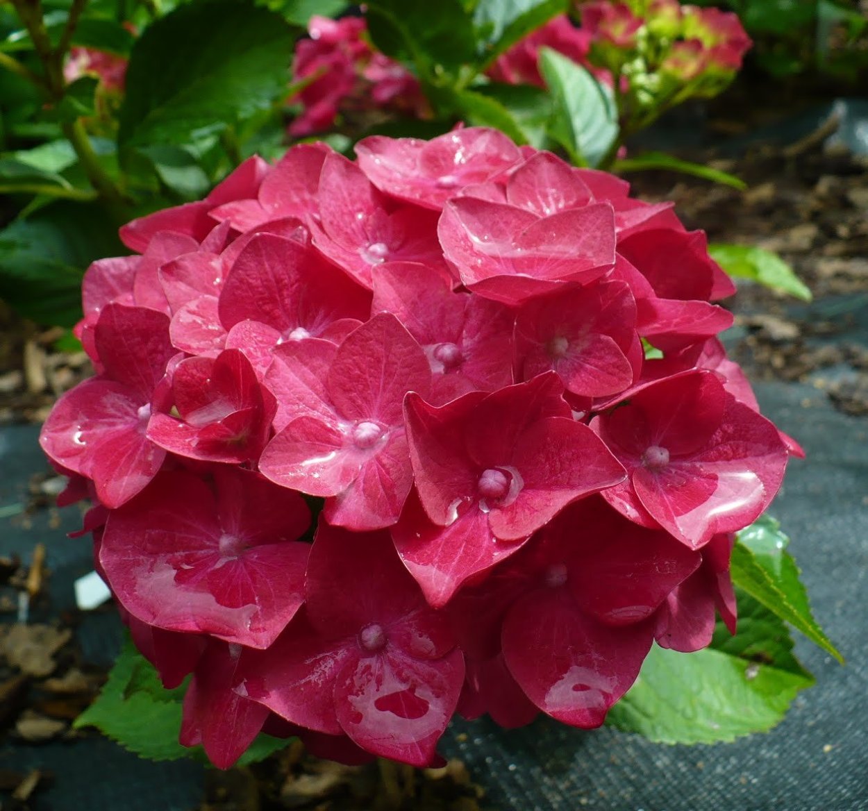 Гортензия Вимс ред