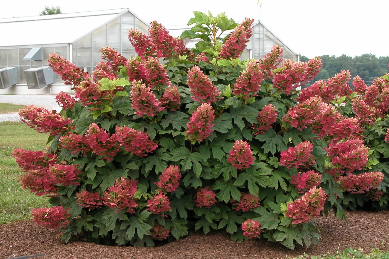 Гортензия метельчатая винсрет