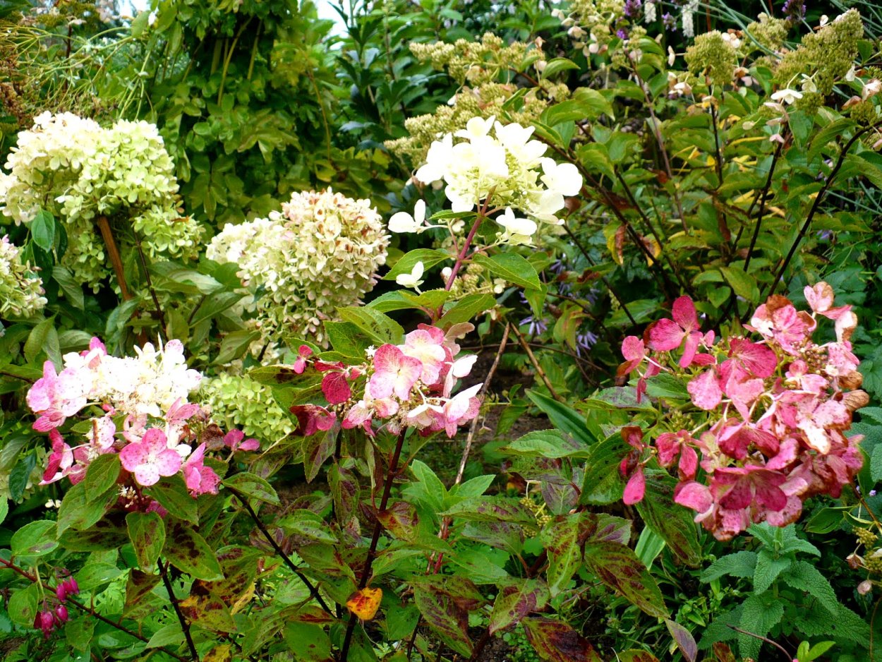 Гортензия Вимс ред