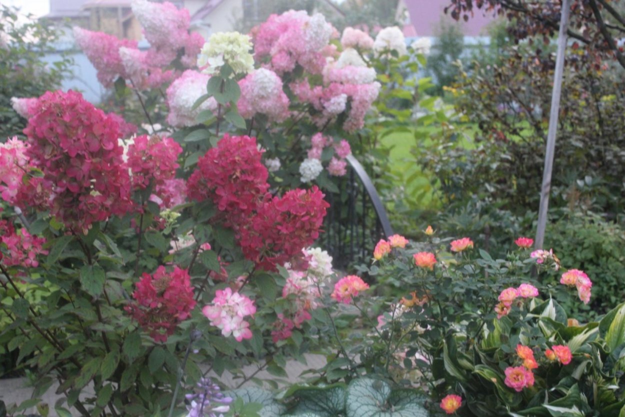 Гортензия Doris