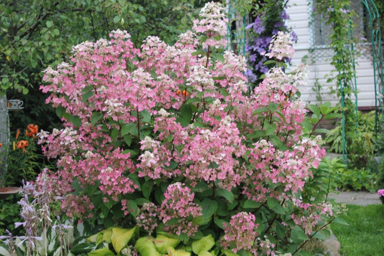 Гортензия Wim's Red