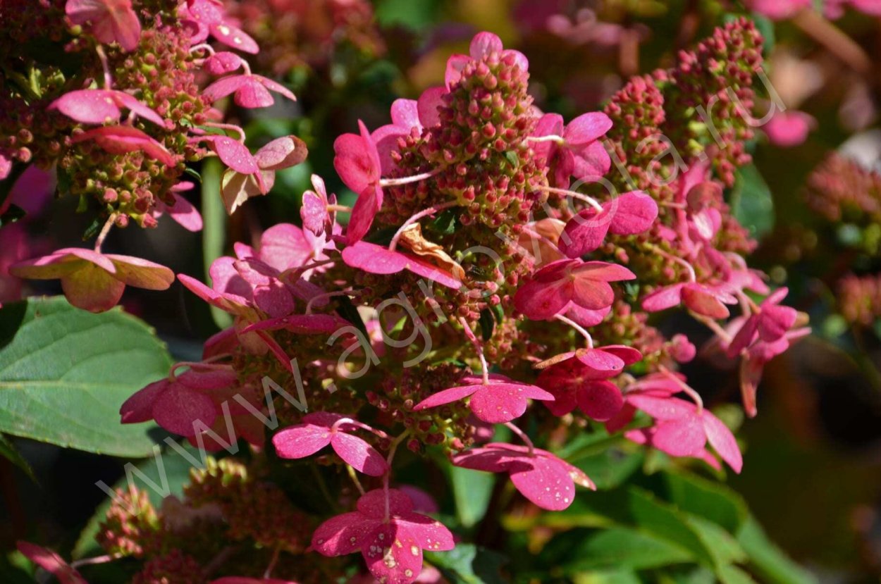 Гортензия метельчатая Мэджик Файер