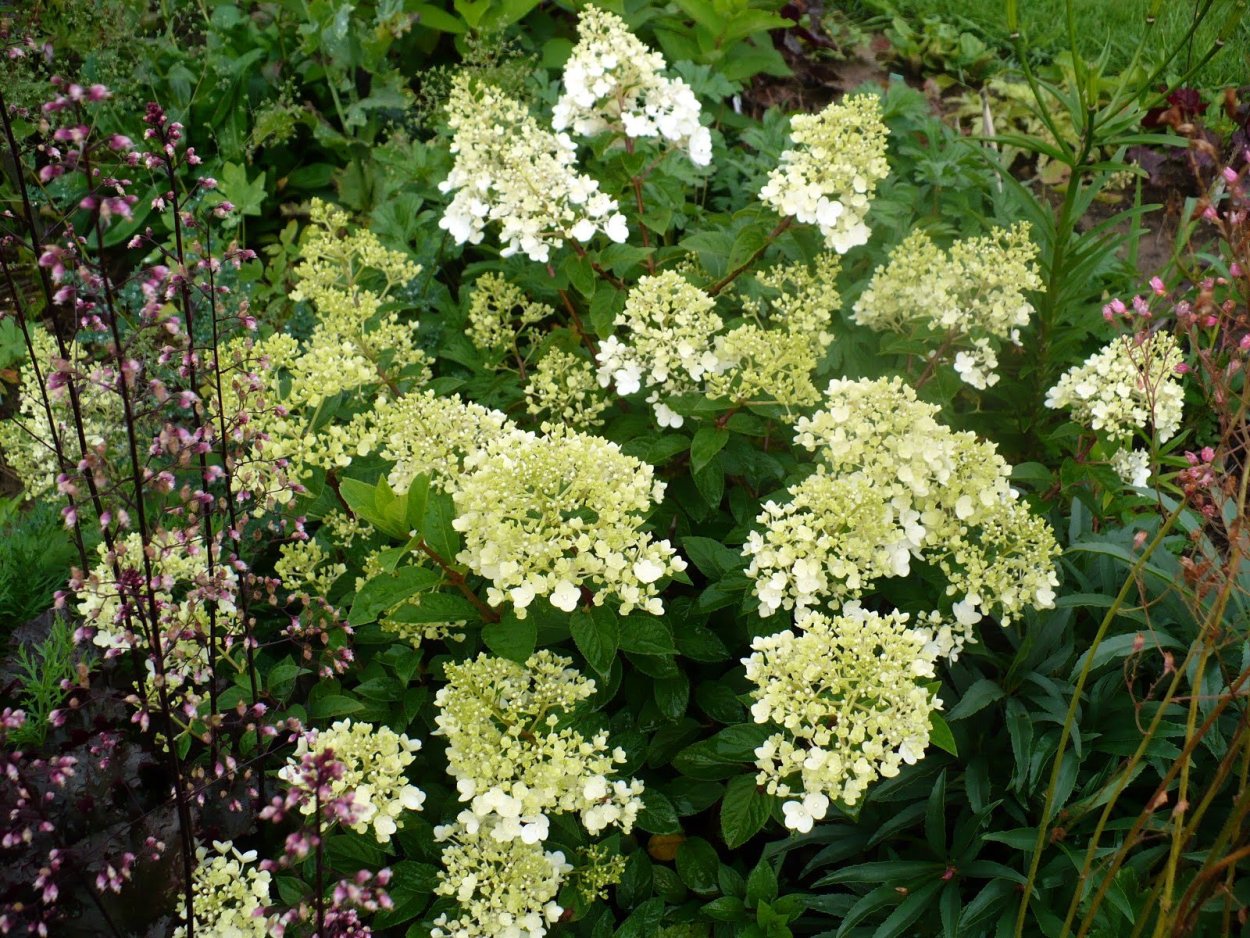 Гортензия Вимс ред