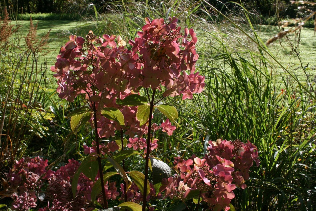 Гортензия метельчатая Вимс ред