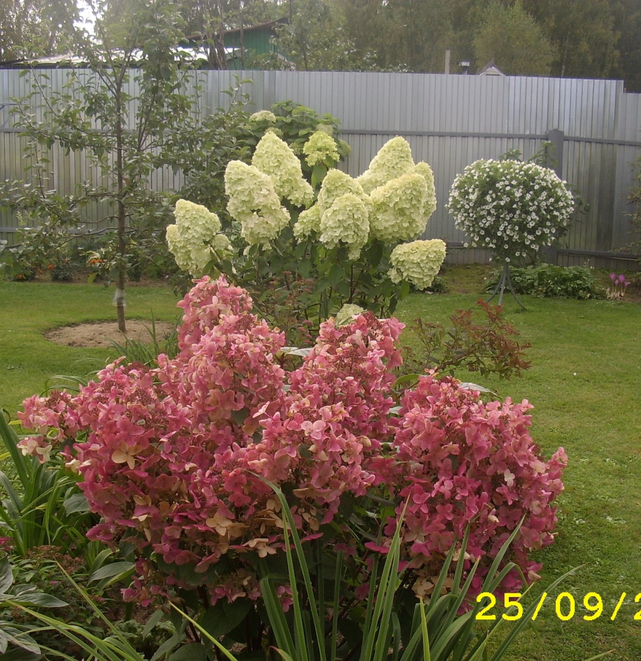 Гортензия метельчатая Гран