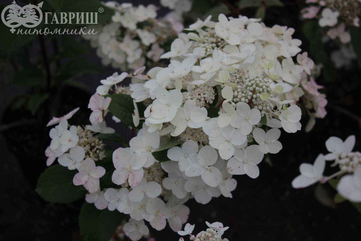 Hydrangea paniculata Wim's Red Вимс ред