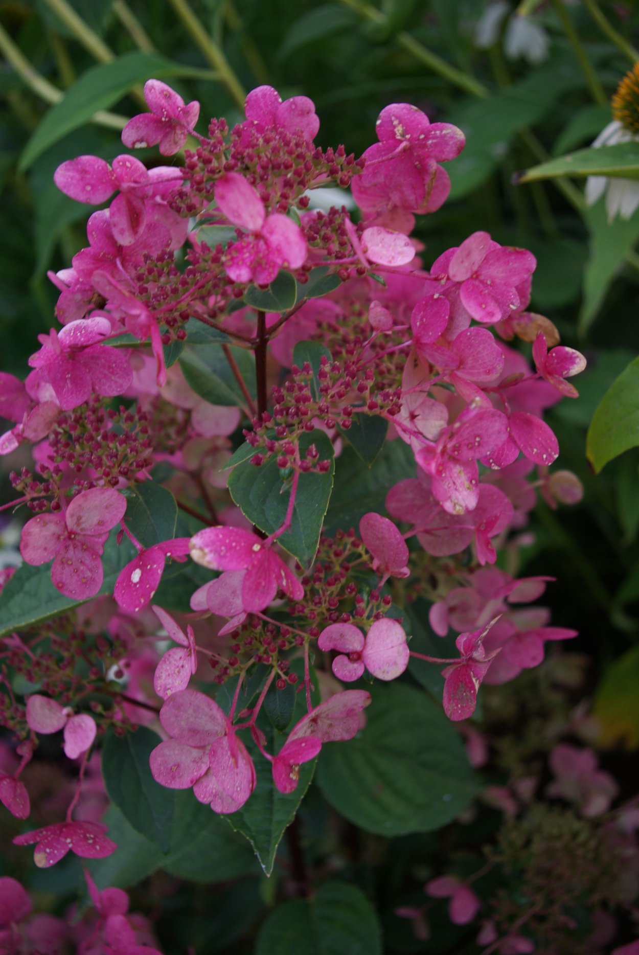 Гортензия метельчатая авимсрэт