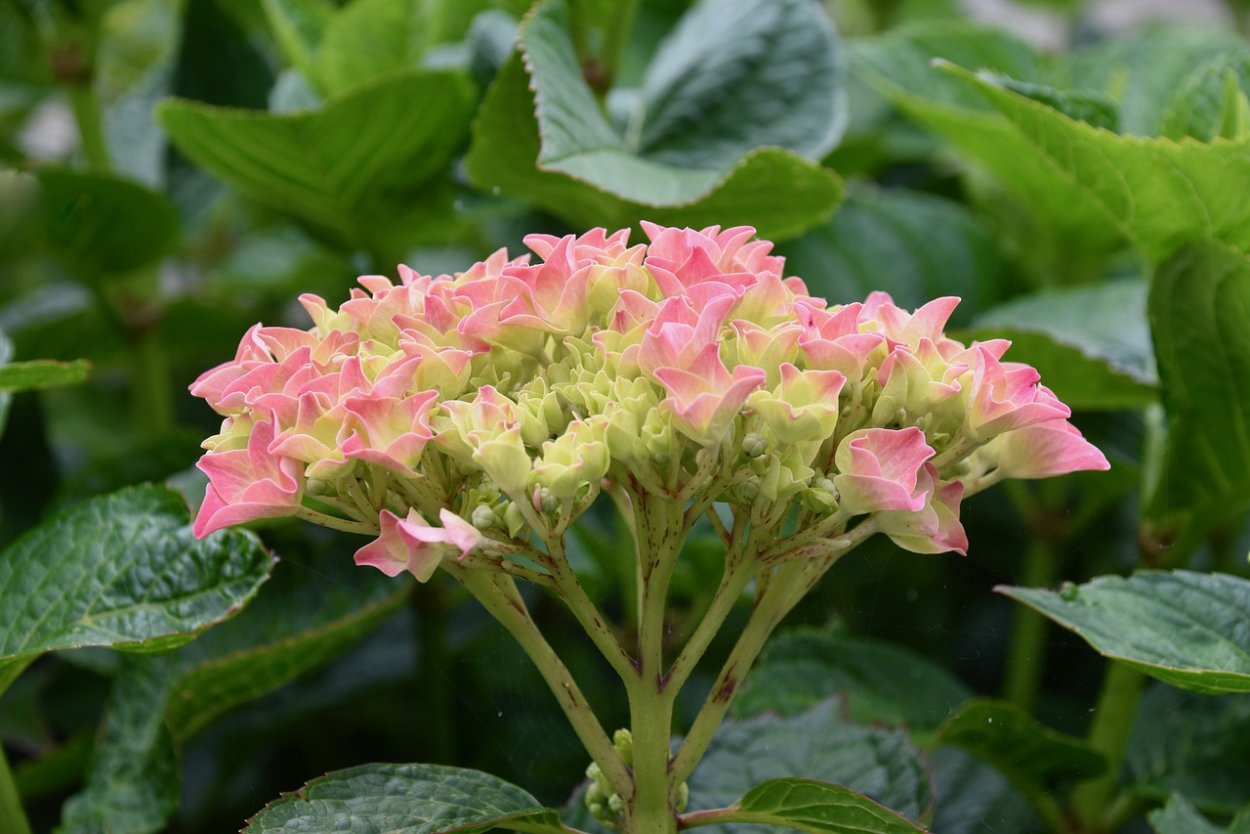 Уимс ред гортензия метельчатая