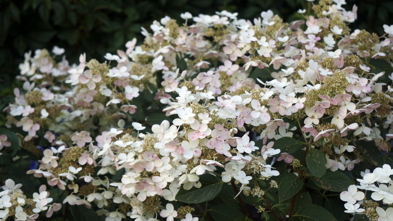 Гортензия Вимс ред