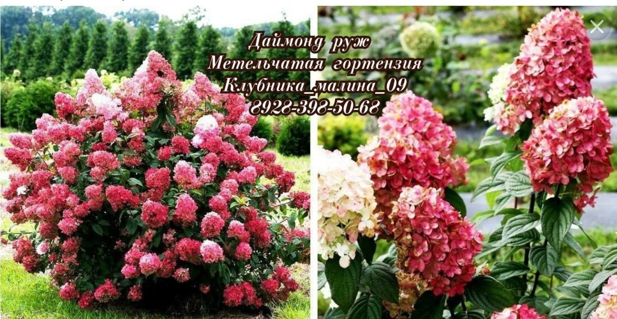 Гортензия Свит Липс Пинк