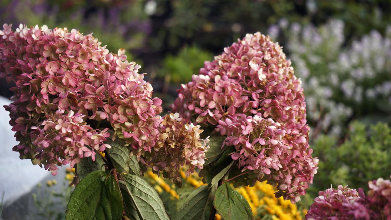 Гортензия метельчатая Вимс