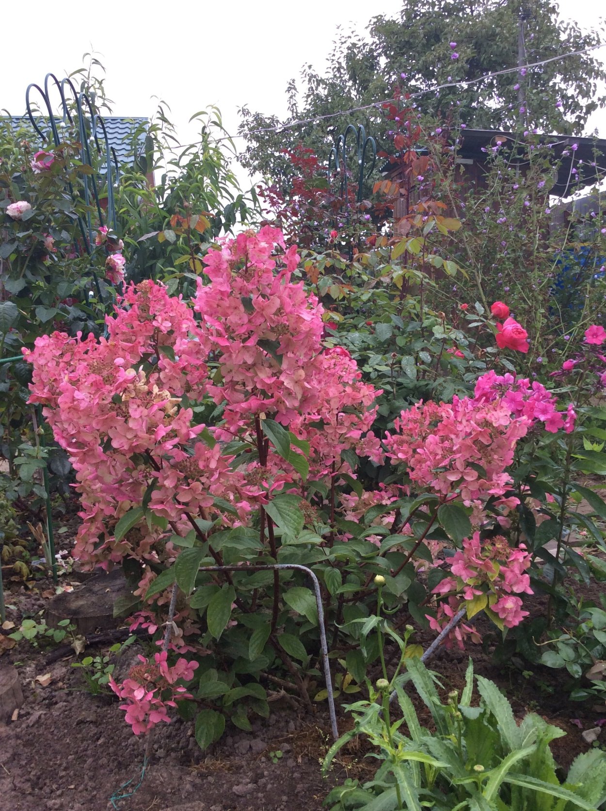 Гортензия метельчатая Wim's Red