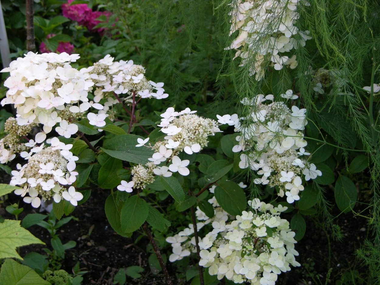 Гортензия метельчатая pandora