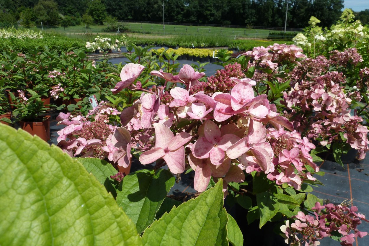 Диамантино гортензия метельчатая