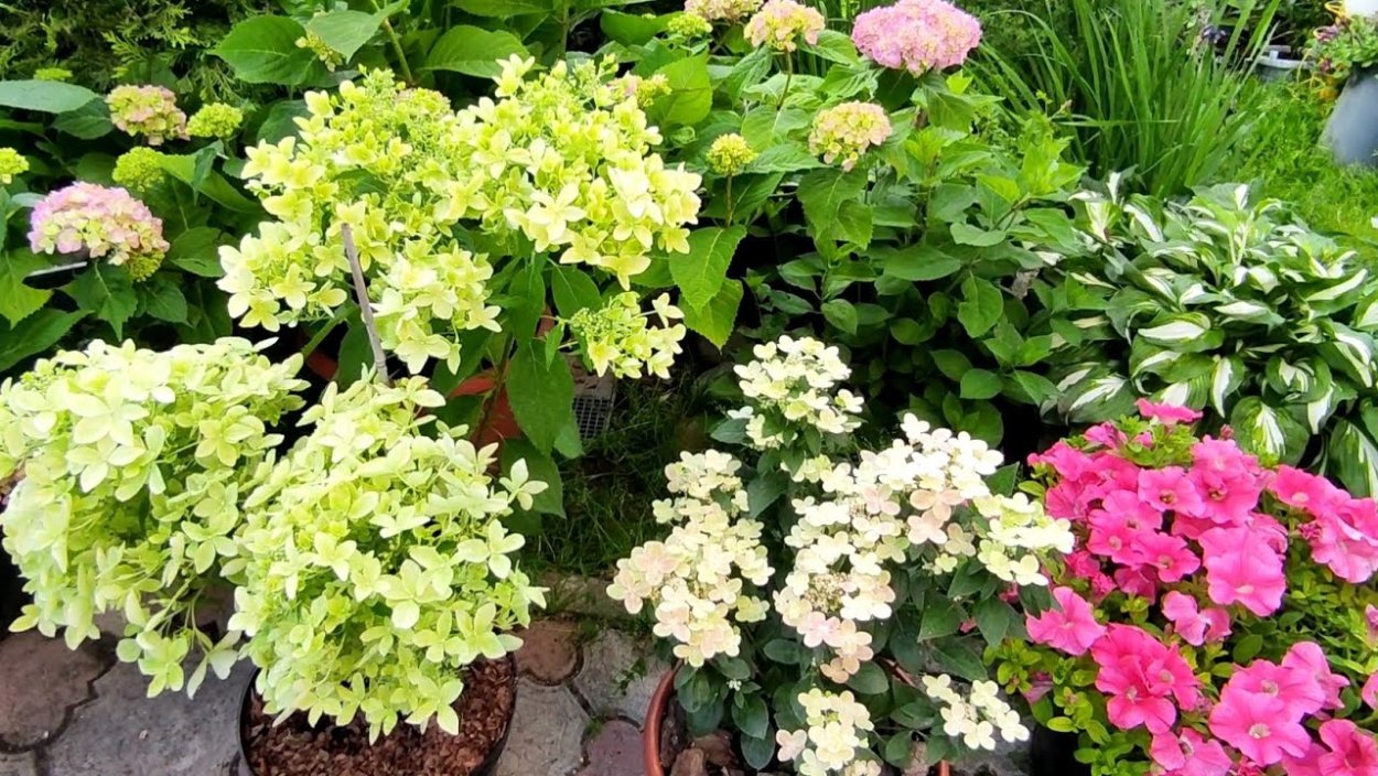 Гортензия дуболистная аметист