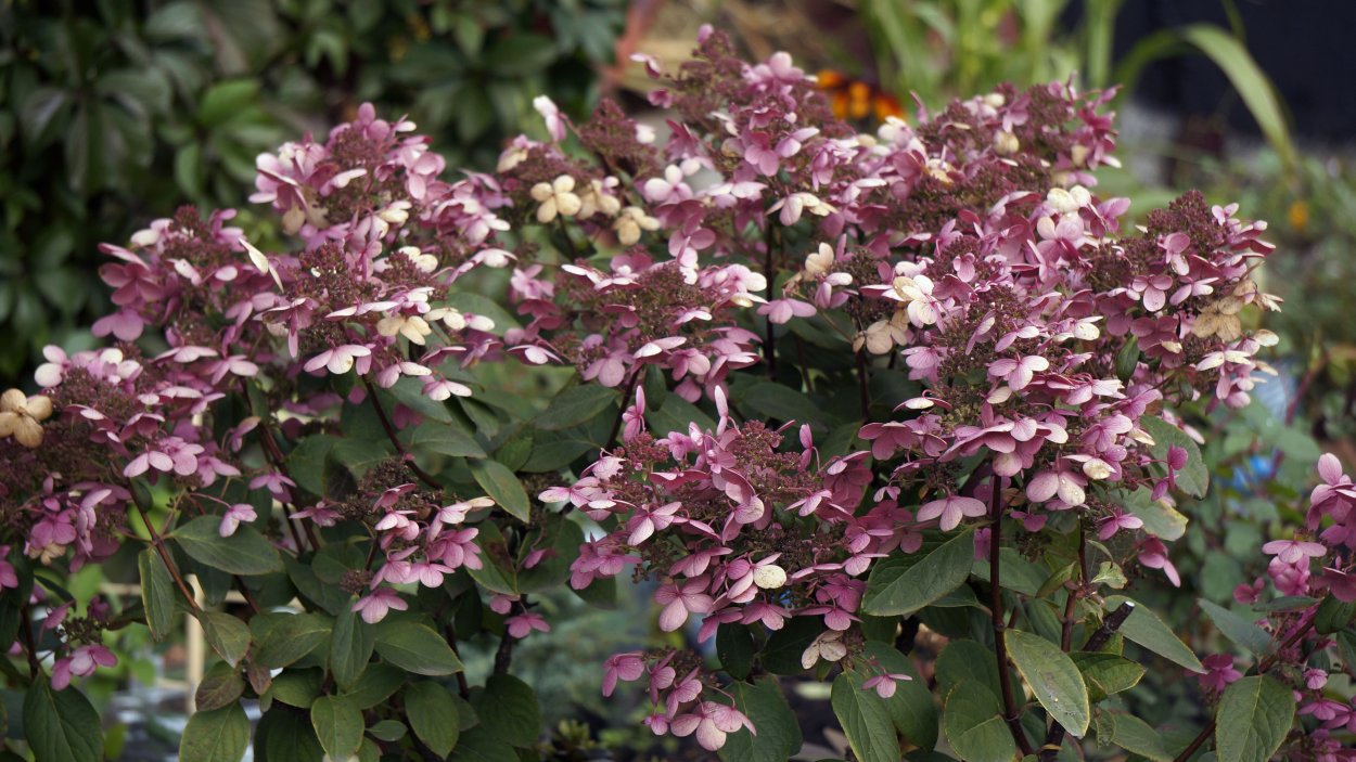 Гортензия метельчатая Вимс