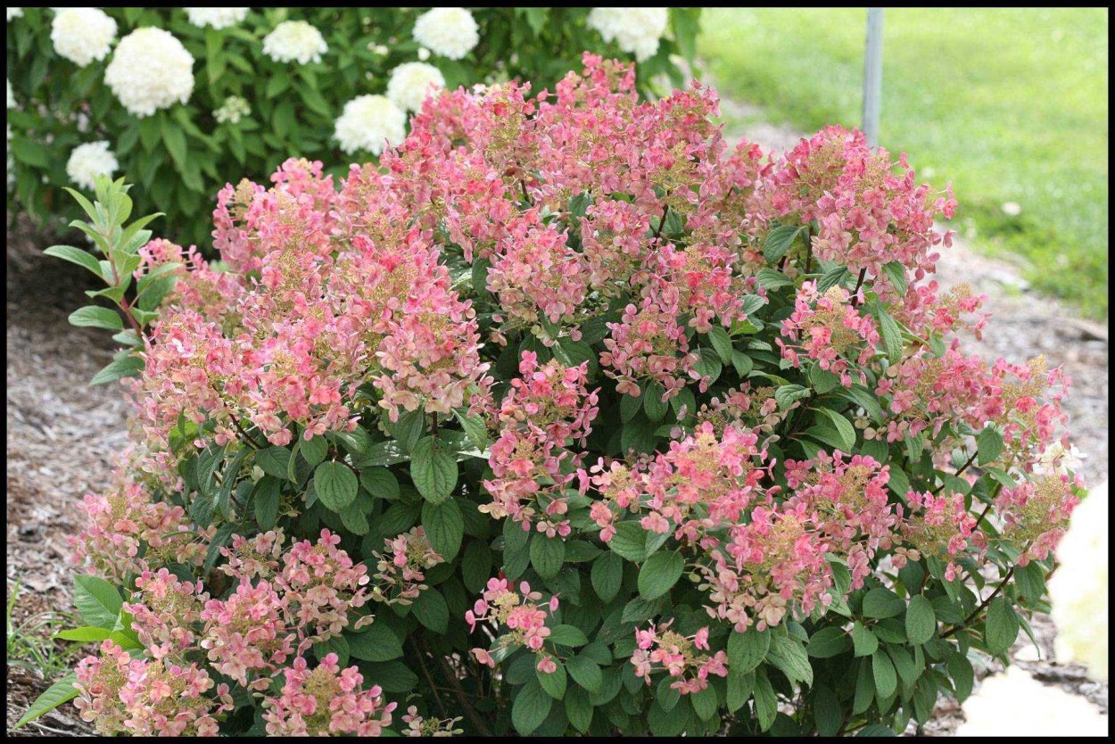 Гортензия Red Light