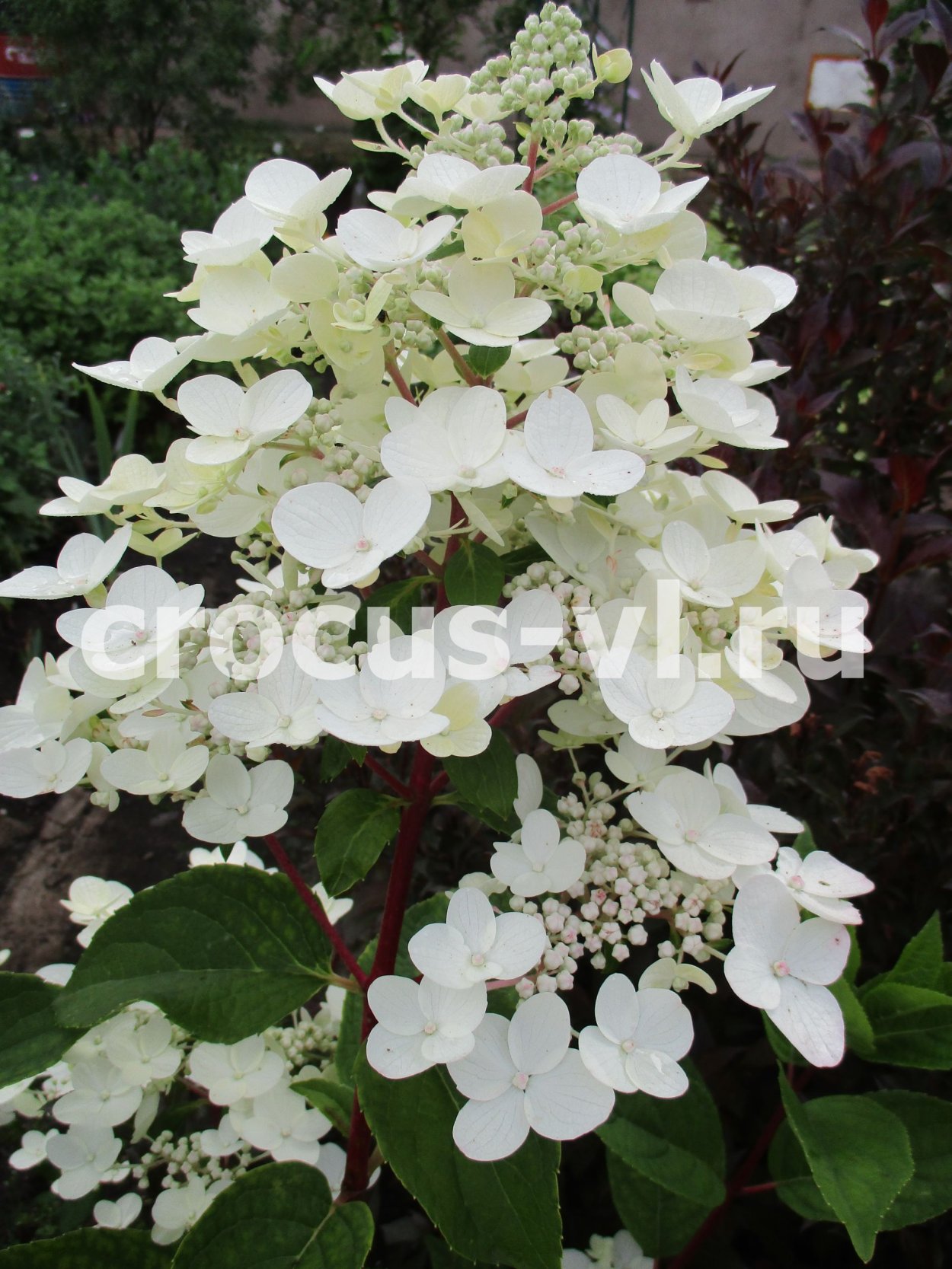 Гортензия метельчатая Вимс Ре