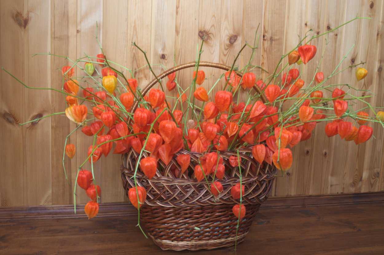 Физалис в композиции интерьера