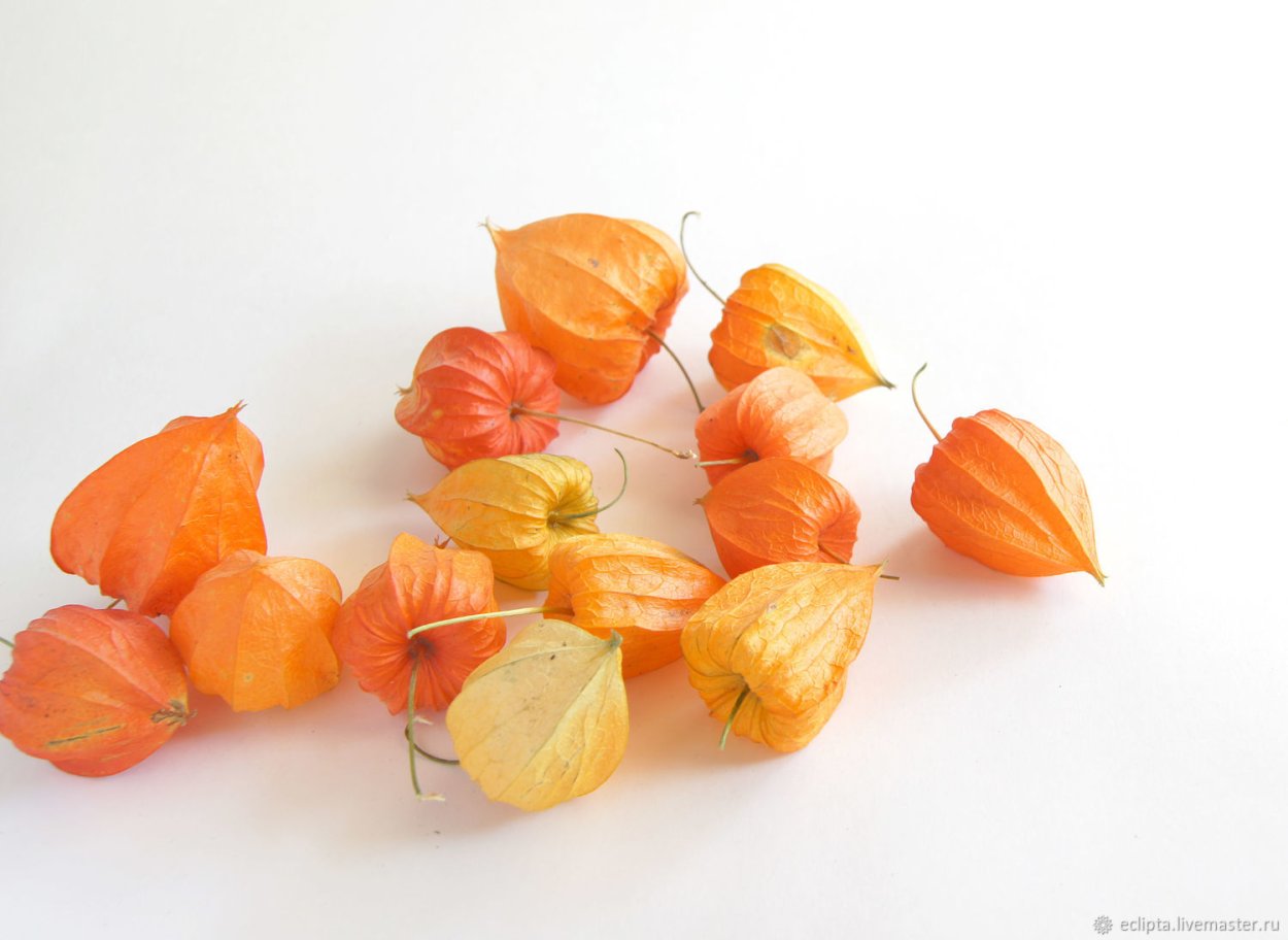 Физалис алькекенги